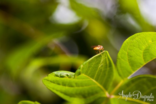 macro-00660DD0A6F-CCD4-2676-44DD-F5B1AD057700.jpg