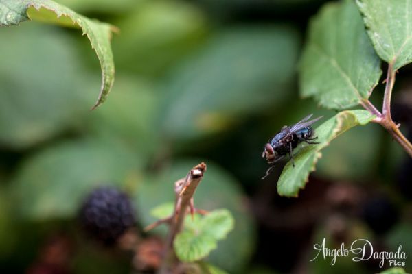 macro-007C06CABF0-1E97-6D19-197C-5A7EC5DCD1D2.jpg