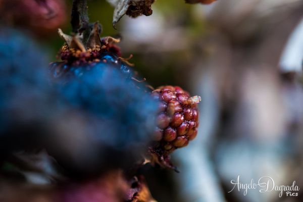 macro-0087778D458-1184-837E-7762-1D4881A4D13F.jpg