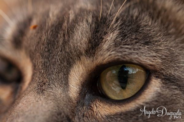 macro-009AE407D0A-472C-5122-7FF8-4A4D30B98B4A.jpg