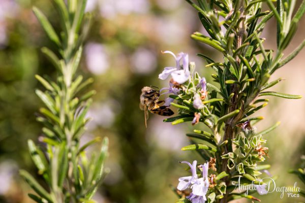 macro-0124C17B29D-33FB-DA68-A6DA-2F855F1632A9.jpg