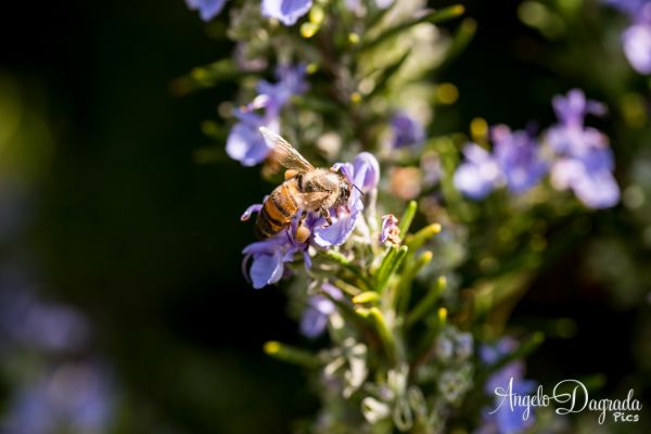 macro-013E54B25F0-54F5-EB96-0843-DD7184D456D3.jpg