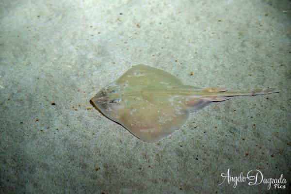 acquario19-10595B1063-B5AD-6A9C-CCD8-C6F827CA078B.jpg