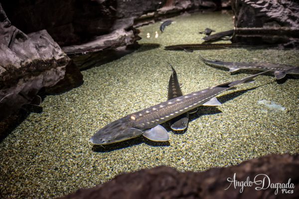 acquario19-11DEF30963-63A0-2B94-6195-D63371691102.jpg