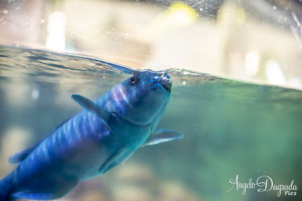 acquario19-121BAF6387-C1A7-6E1E-3067-C5E32BE6679F.jpg