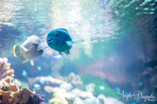 acquario19-1327EA2D07-F305-146A-E982-5D98650CBCBC.jpg