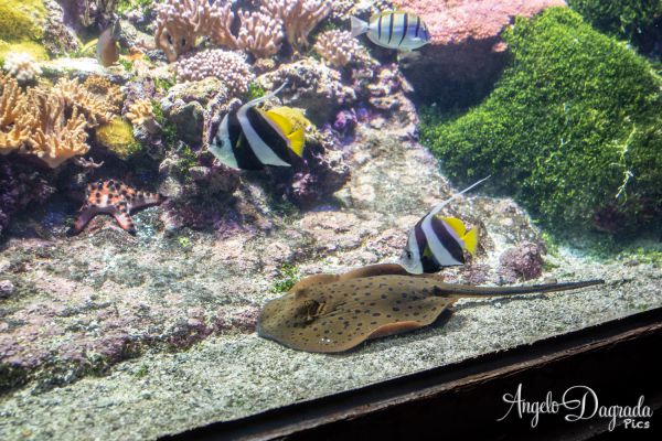 acquario19-14FB838A6F-5B7B-1FC4-B934-B7FB170B4C2D.jpg