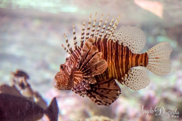 acquario19-157FDC49C2-7837-2022-E5E1-613297D8F9F6.jpg