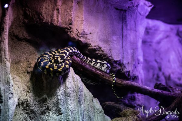 acquario19-177EAF4EDF-A328-5496-3B87-9E22E81A6F1A.jpg