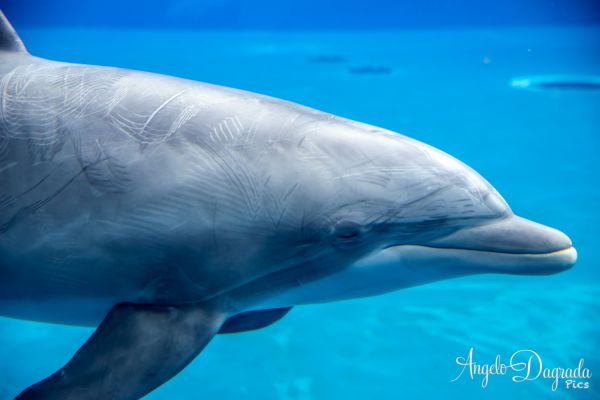 acquario19-1834F150AF-7242-6723-7BEF-883B5F6B90E9.jpg