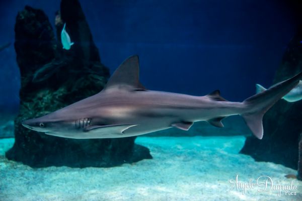 acquario19-1D88C300E-0B92-706F-FFDA-72E53090F372.jpg