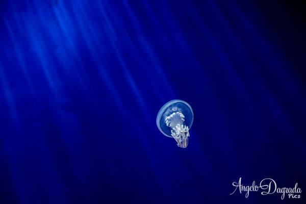 acquario19-2041D53E30-4A25-7F27-393C-ED174F92AA7B.jpg