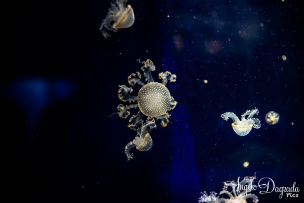 acquario19-21AF54F1CC-CDA8-69A6-44D2-C77D305A56F4.jpg