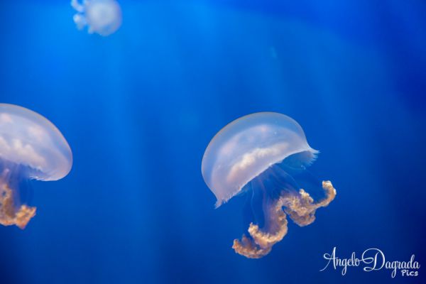 acquario19-22A1D3B703-E1AA-2FEB-B4AB-A82521BD7195.jpg