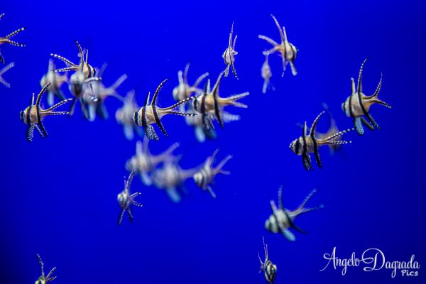 acquario19-23532193B9-B377-2853-04F4-F1AF207C5565.jpg