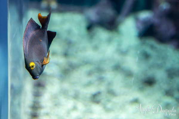 acquario19-24DFC4B56D-0575-7D5D-6A7D-4B9FB517DC8B.jpg