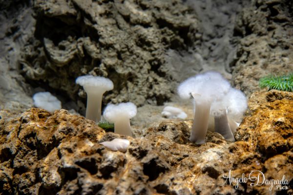 acquario19-25CD5EDE19-75AC-EAB6-3FD5-D1F5473B0309.jpg