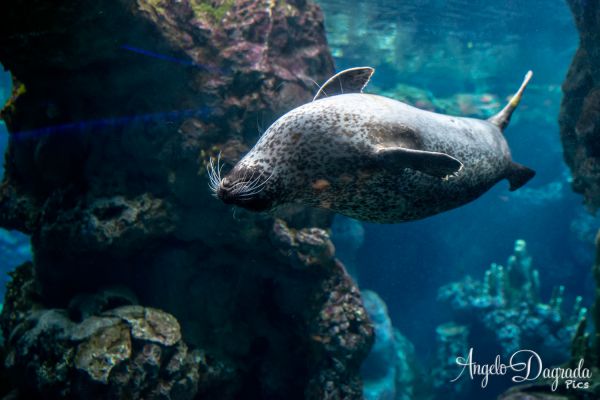 acquario19-2B3498CE8-C62F-8B0D-60FA-6B41994184B8.jpg