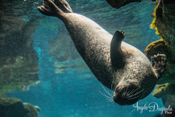acquario19-30563E68C-09FE-4092-DD20-A4E148AD11C1.jpg
