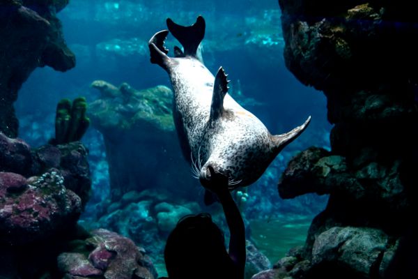acquario19-402794477-C51C-1346-BA52-9A674CAD805F.jpg