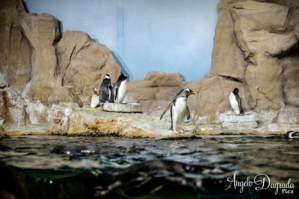 acquario19-52DE0ABC1-5932-714E-1C40-2DCB53D9E968.jpg
