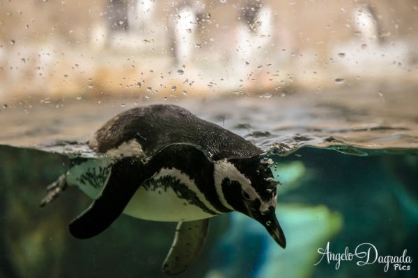 acquario19-7BB7440D2-1503-600A-1642-BEA62206AA44.jpg