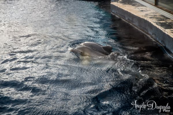 acquario19-80D28000B-E811-45FA-B05B-23A5205C0A82.jpg