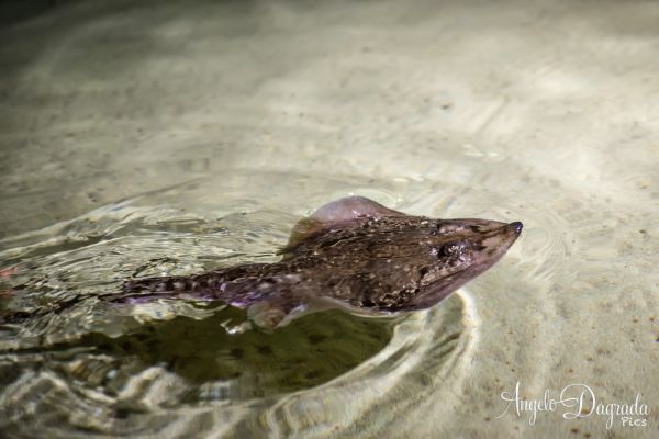 acquario19-9F0E7BE6B-6C12-399F-6E32-7EDEE43AAAC8.jpg