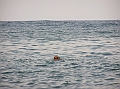 P1010091b