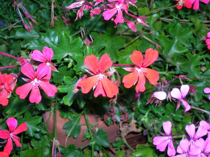 DSCN0471.JPG