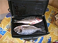 DSCN2340b