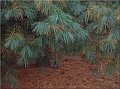 DSCN4054