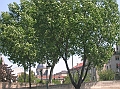 DSCN3100